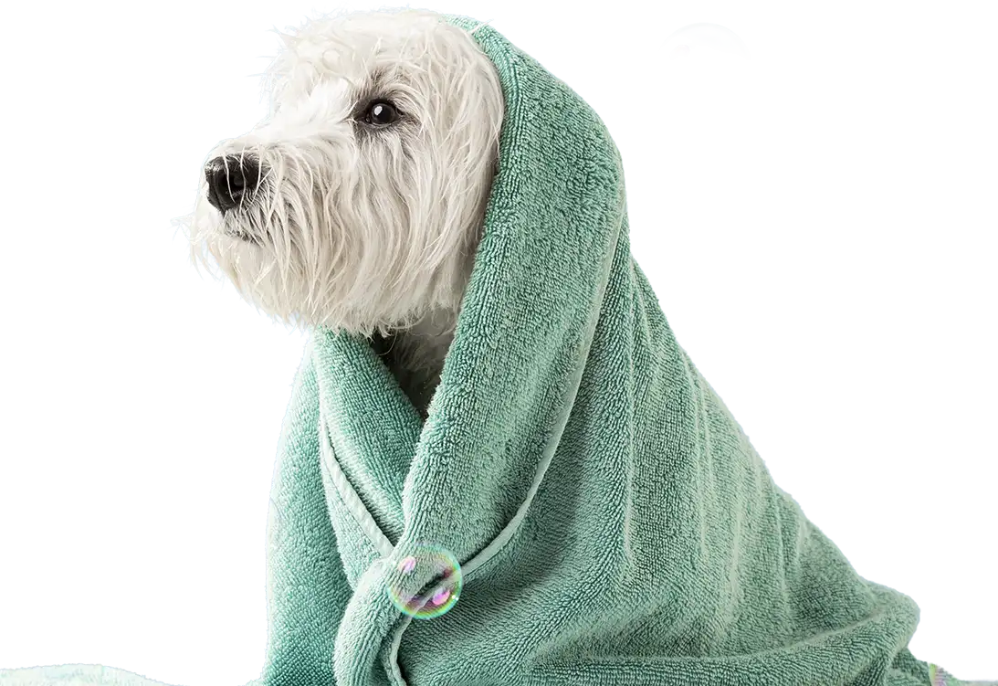 Cachorro sendo enxugado após o banho