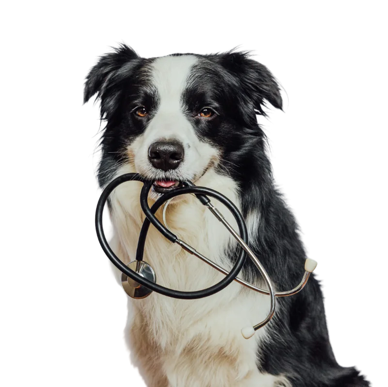 Veterinária examinando um cachorro
